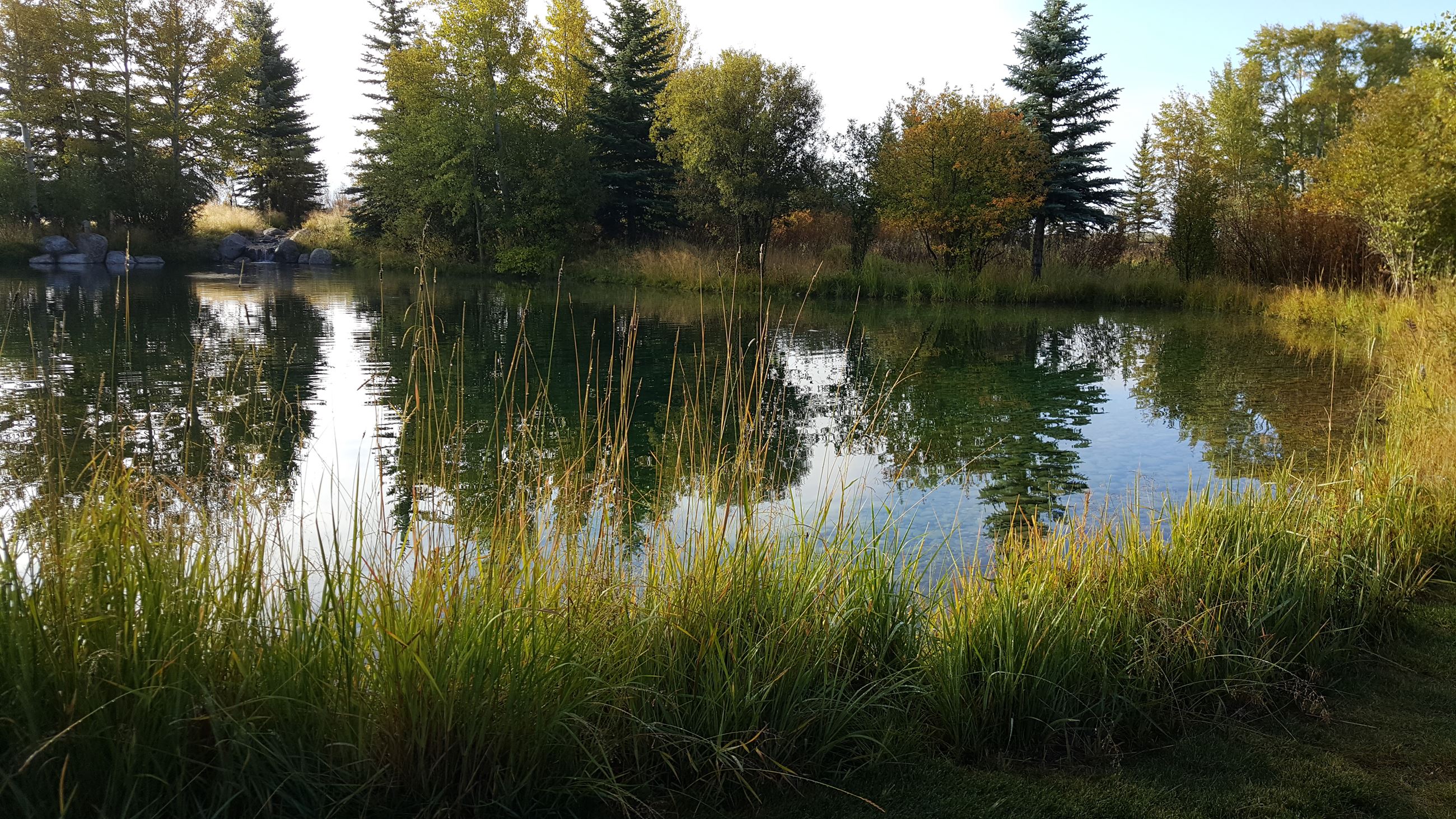 habitat pond